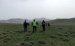 Bayburt’ta kaybolan 9 büyükbaş hayvan jandarma ekiplerince bulundu