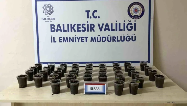 Balıkesir’de Evde Esrar Yetiştiren Şahıs Gözaltına Alındı