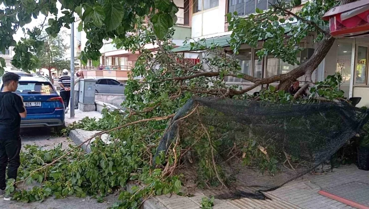 Çorum’da Kaldırımda Yürüyen Kadına Ağaç Dalı Düştü