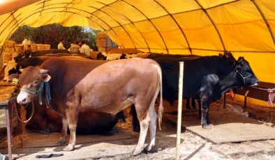 Kurban pazarlarında satılamayan kurbanlıklar Et ve Süt Kurumu tarafından satın alınacak