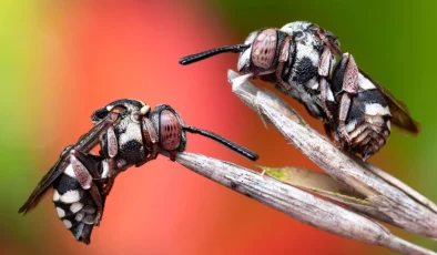 Uyuyan Guguklu Arılar Fotoğraf Yarışmasının Kazananı Oldu