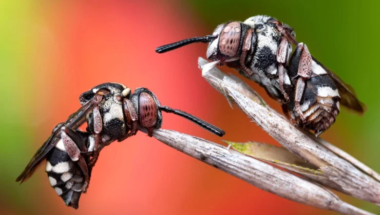 Uyuyan Guguklu Arılar Fotoğraf Yarışmasının Kazananı Oldu