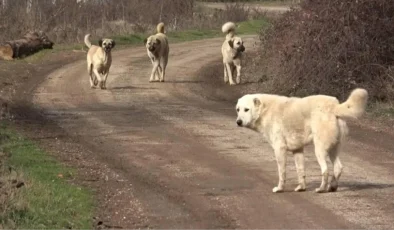 Zafer Partili başkan yardımcısı, çocuklara beddua etti: Keşke köpekler şunlara dalıp parçalasa