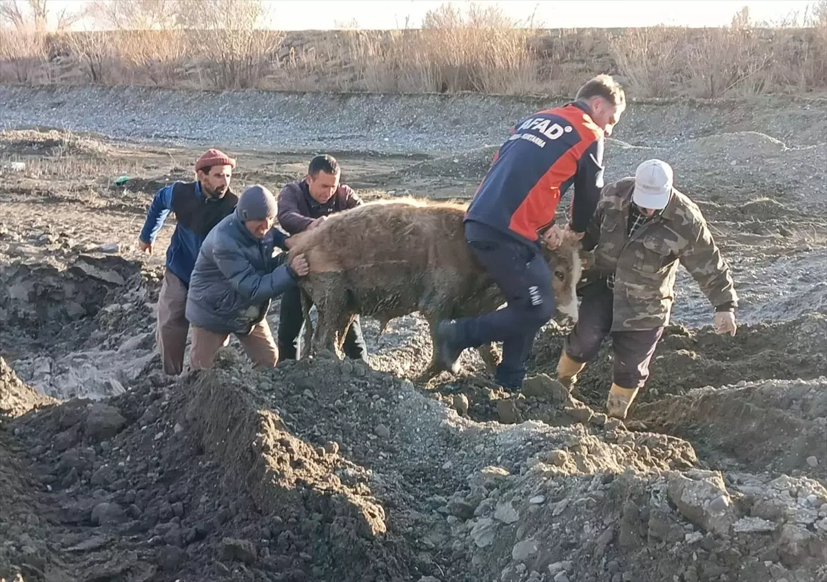 Ağrı’da Mahsur Kalan Hayvanlar Kurtarıldı